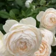 la pomme empoisonnéeの画像