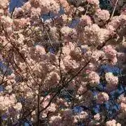 のんの画像