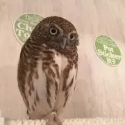 ささみの画像