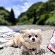 爽