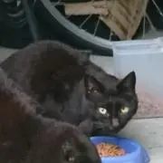 あかにん！