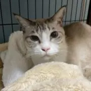 てんぼの画像