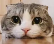 Tくん