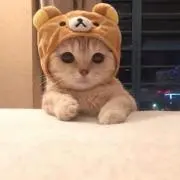 りなねこの画像