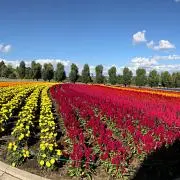 琥珀