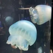 ジェリーの画像