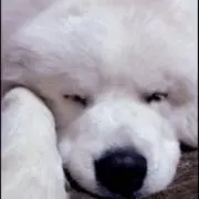 さーの画像
