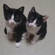 あんの画像