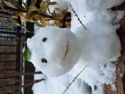 つくつくぼうしの画像