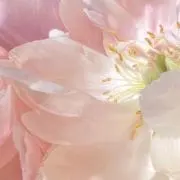 ミラ