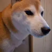 クボタナニガシの画像