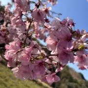 あいの画像