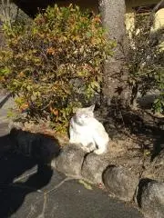 おまめの画像
