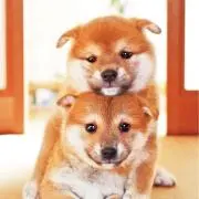 Sakanoの画像