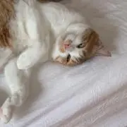 たら