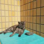 おはぎの画像