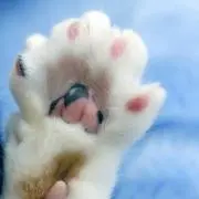 なつ☆の画像