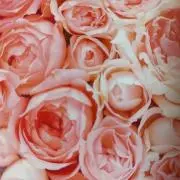 chaou　★購入時プロフ一読下さい★の画像