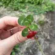 MAIOMIの画像