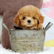 レモン.。.:*☆