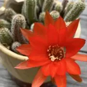 サボテンの花の画像
