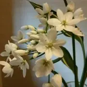 かこの画像
