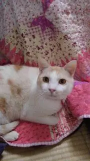 カシオペアの画像