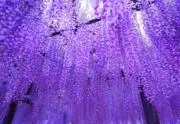 mioの画像