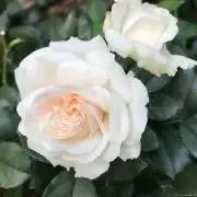 belle roseの画像