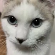 シュウの画像