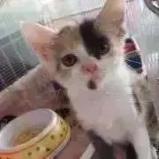 C    フォロー割引の画像