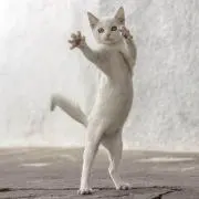 うらの画像