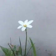 bibi.の画像