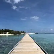 シータイガーの画像