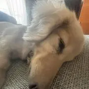 ももの画像