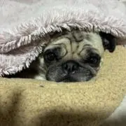 夢（飼い犬の名前）の画像