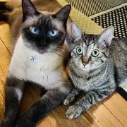 todosの画像