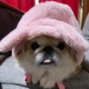 タカ