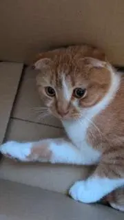 まきの画像