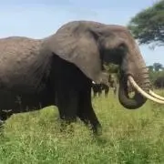 ZOOの画像
