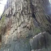 ひろ