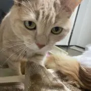 しーにゃ※お値引きまとめ買いのみの画像