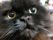 さっちゃんの画像