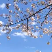 aの画像