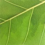bibaraの画像