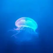 晴乃