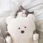 ねこぴの画像