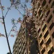 *＊てのみ＊*の画像
