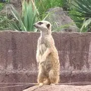 mya-