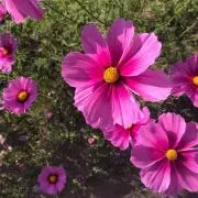 さおこの画像